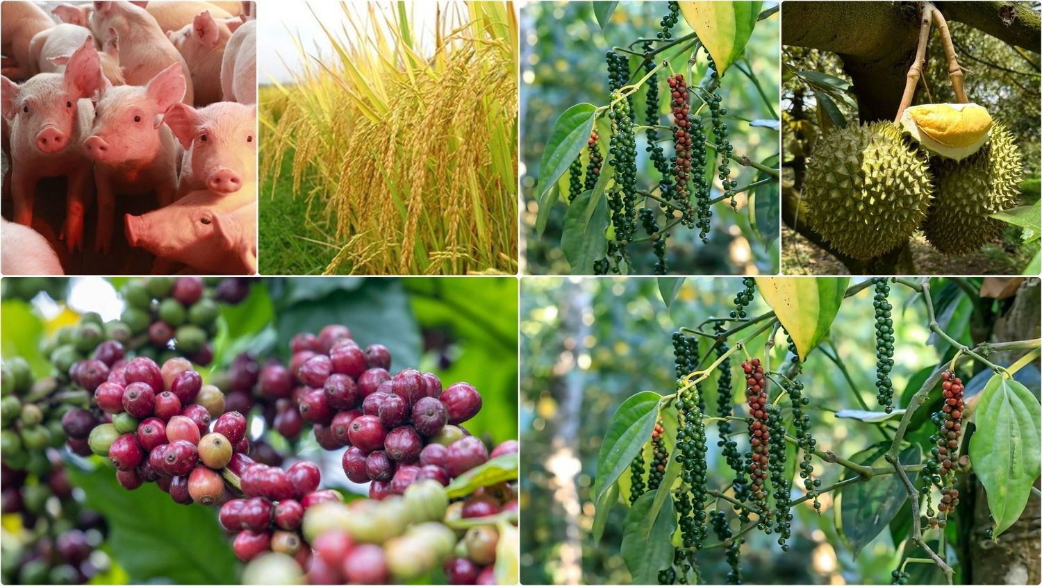 Thị trường nông sản sáng 20/7/2026 chứng kiến giá cà phê tại các vùng sản xuất trọng điểm tiếp tục giữ được sự ổn định.
