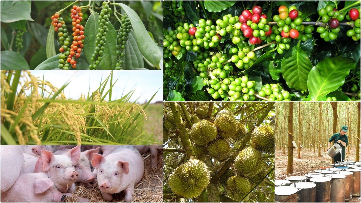 Thị trường nông sản sáng nay ghi nhận mặt hàng sầu riêng có sự phân hóa về giá.