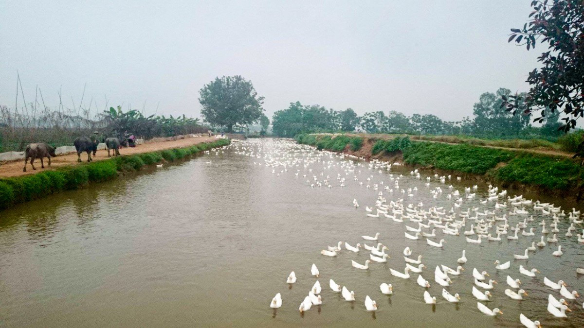 vịt cỏ Vân Đình