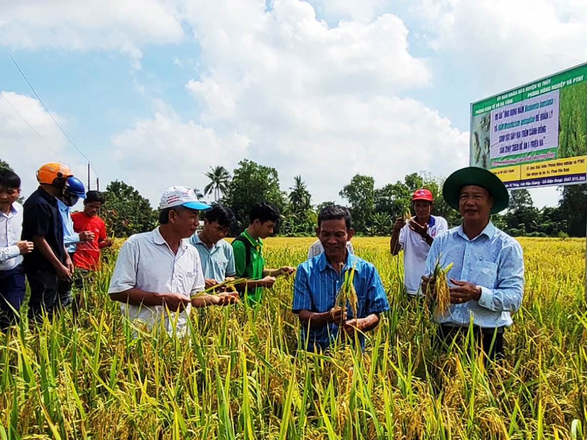 Sau giai đoạn thí điểm, thách thức lớn nhất là mở rộng mô hình trên quy mô toàn vùng. Ảnh: VOV