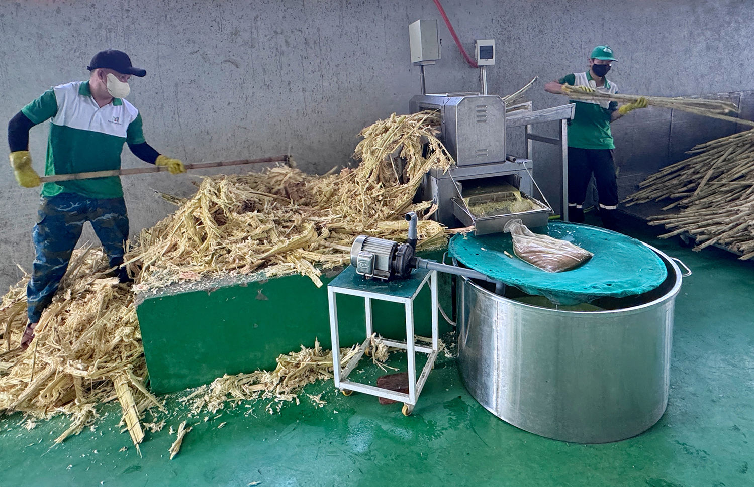 Công nhân bóc vỏ, phân loại và đưa mía vào dây chuyền ép. Nguyên liệu được tuyển chọn ngay từ đầu nhằm bảo đảm chất lượng mật mía thành phẩm.
