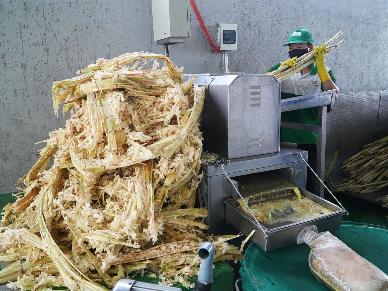 Dây chuyền ép tách nước mía sau công đoạn làm sạch. Bã mía tiếp tục được tận dụng làm nhiên liệu cho lò nấu theo mô hình sản xuất tuần hoàn.
