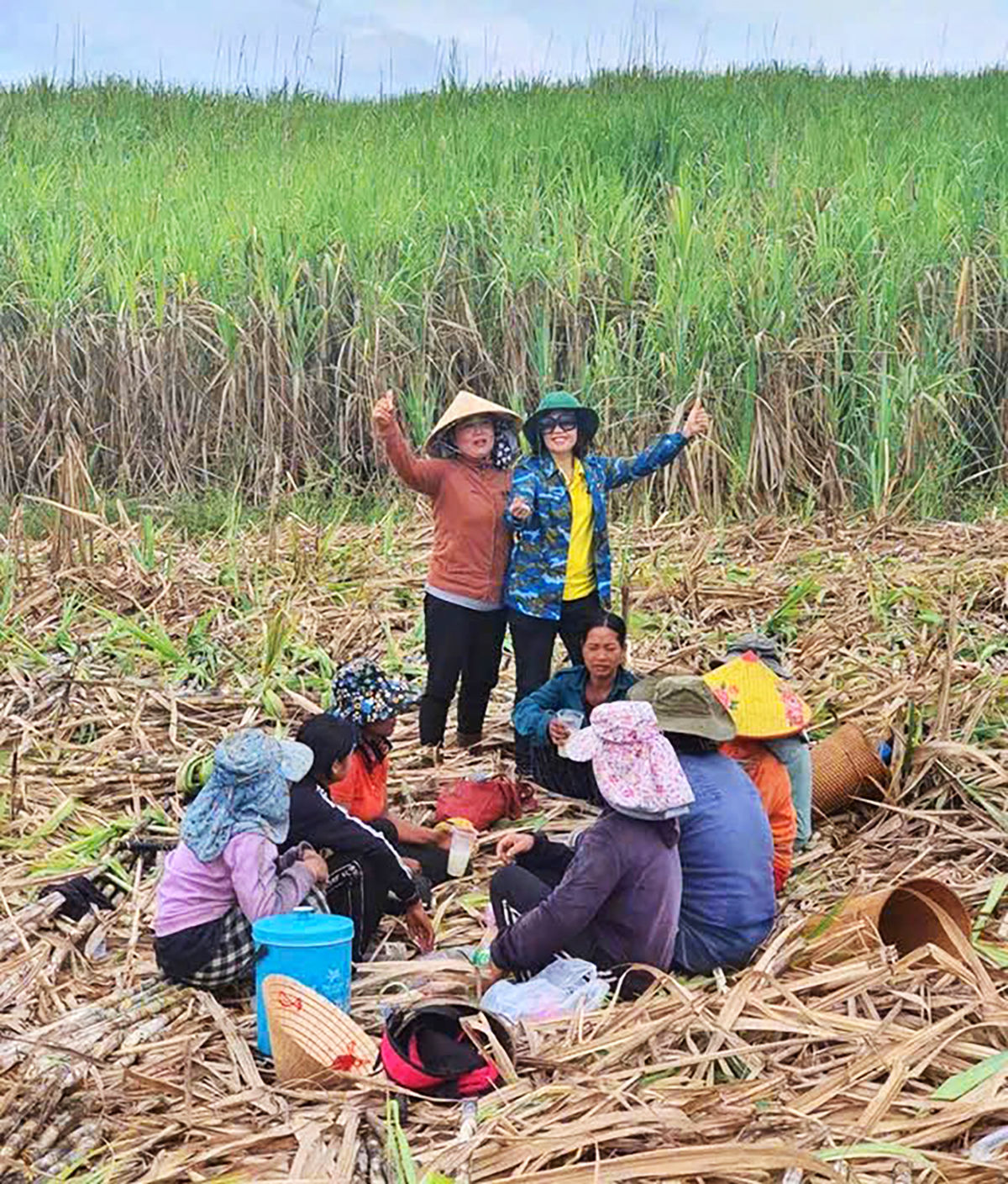 Vùng nguyên liệu mía ở phường Đức Phổ (tỉnh Quảng Ngãi), nơi doanh nghiệp liên kết với nông dân xây dựng vùng nguyên liệu ổn định, tạo nền tảng cho chuỗi sản xuất mật mía bền vững.