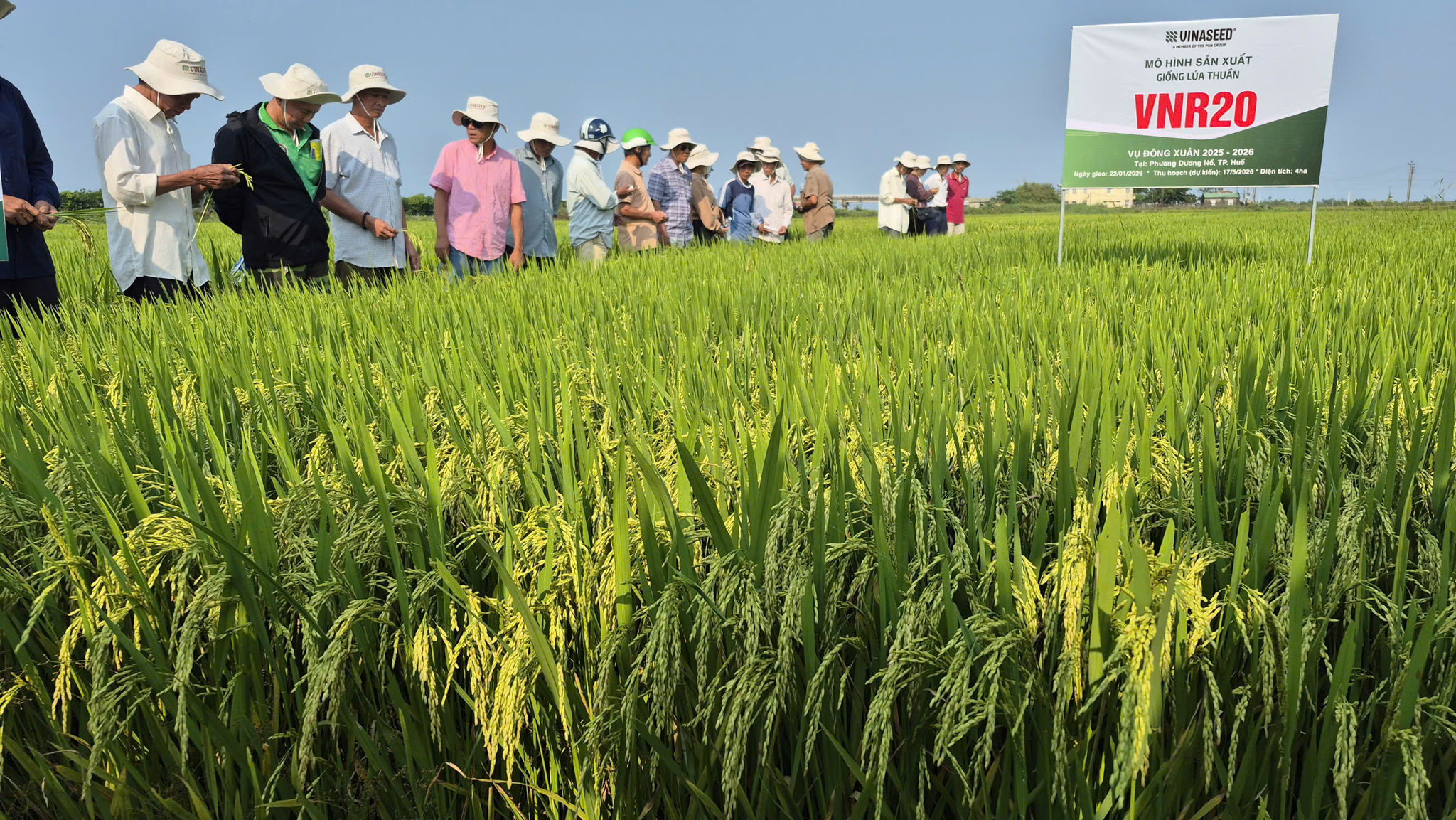 Mô hình liên kết sản xuất - bao tiêu sản phẩm bằng giống mới của Vinaseed Quảng Nam triển khai ở Huế.
