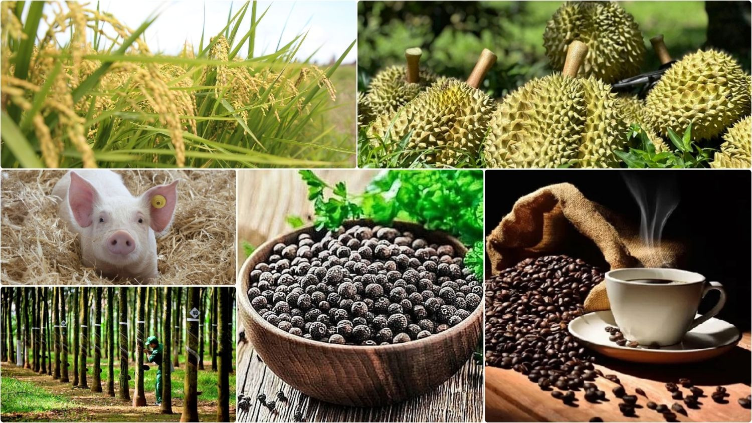 Thị trường nông sản sáng 10/8/2026 ghi nhận sự chững lại của giá cà phê nội địa.