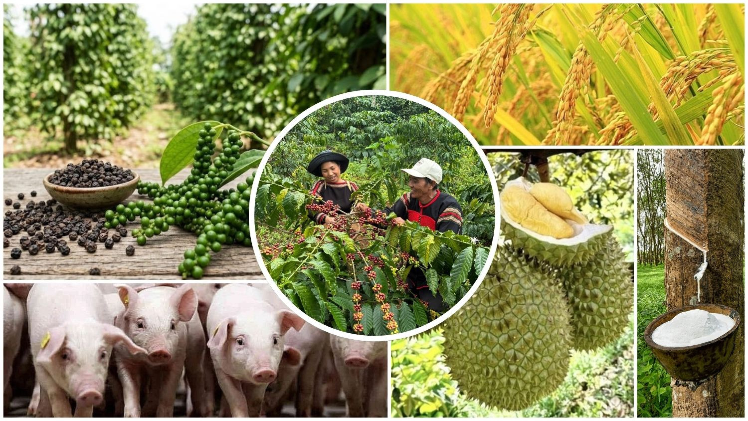 Thị trường nông sản sáng 11/8/2026 ghi nhận sự phục hồi tích cực của giá cà phê và hồ tiêu tại thị trường nội địa.