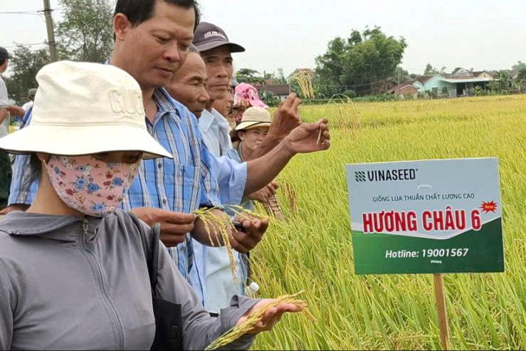 Lúa hạt dài