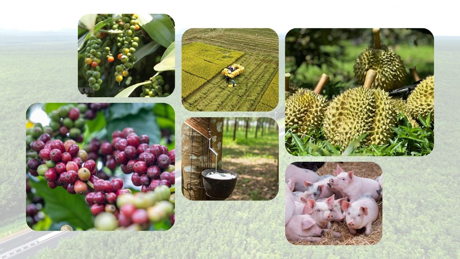Thị trường nông sản sáng nay ghi nhận giá cà phê Tây Nguyên tiếp tục chìm trong sắc đỏ.