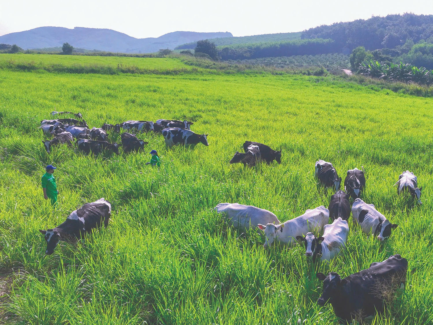 Mô hình nuôi bò sữa organic của Tập đoàn TH.