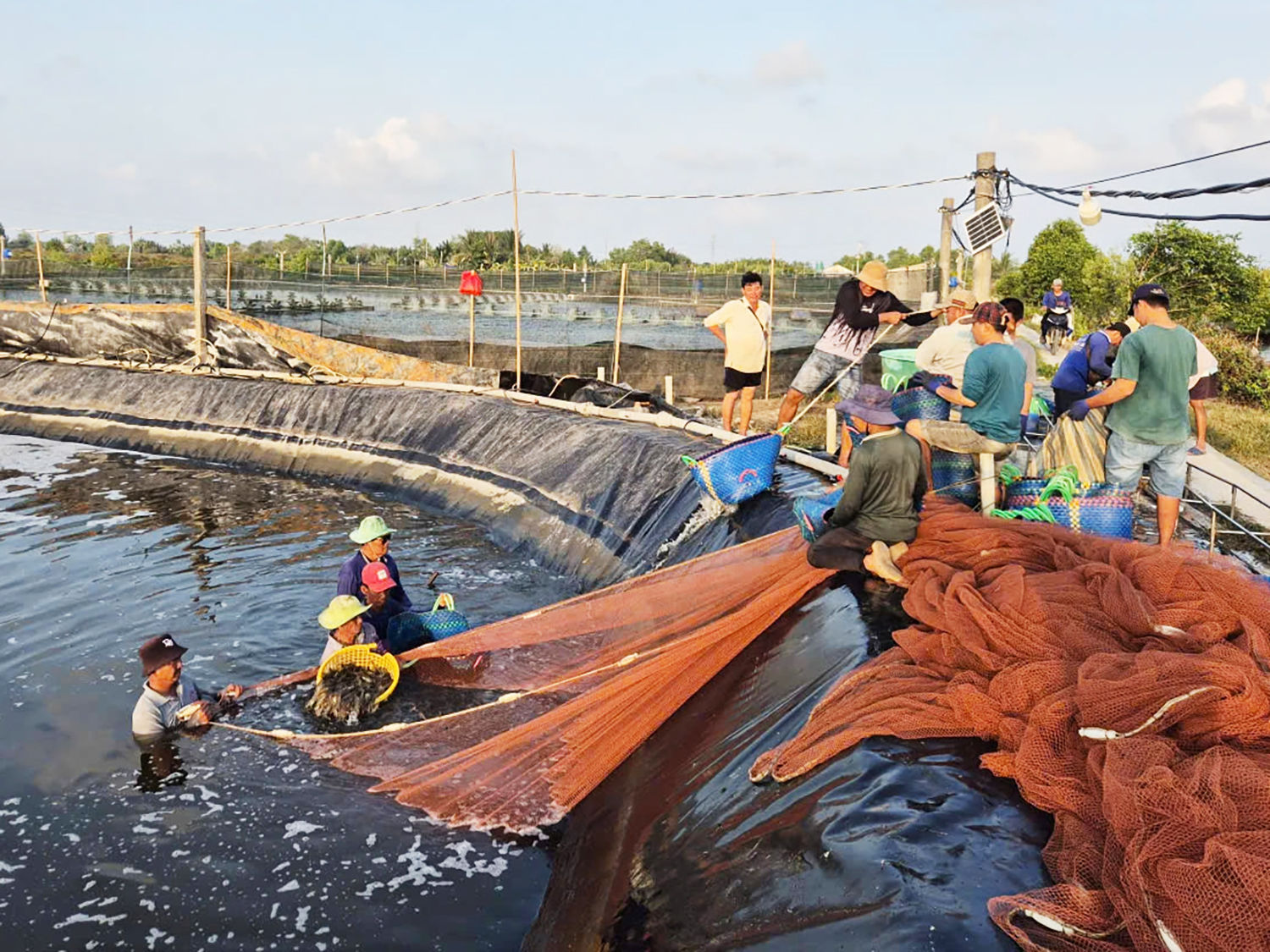 Dù đứng ngoài danh mục quản lý trực tiếp, toàn bộ ngành thủy sản Việt Nam, với mũi nhọn là con tôm và các đối tượng nuôi trồng chủ lực, đang bất ngờ đối mặt với Quy định chống phá rừng của Liên minh châu Âu