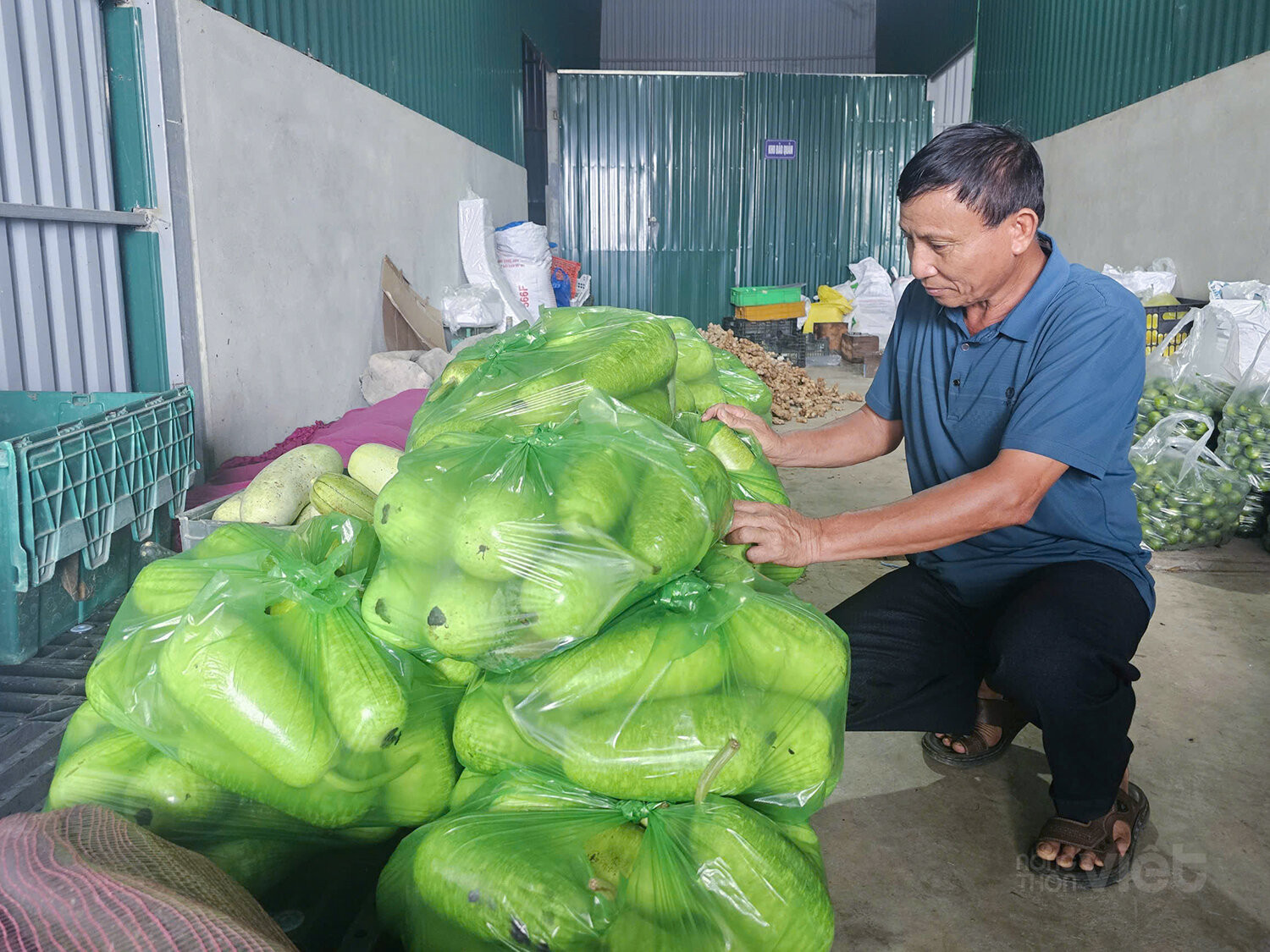 Ông Hồ Diên Vỹ tỉ mỉ kiểm tra những mẻ rau, củ vừa thu hoạch trước khi đóng gói cung cấp cho siêu thị.