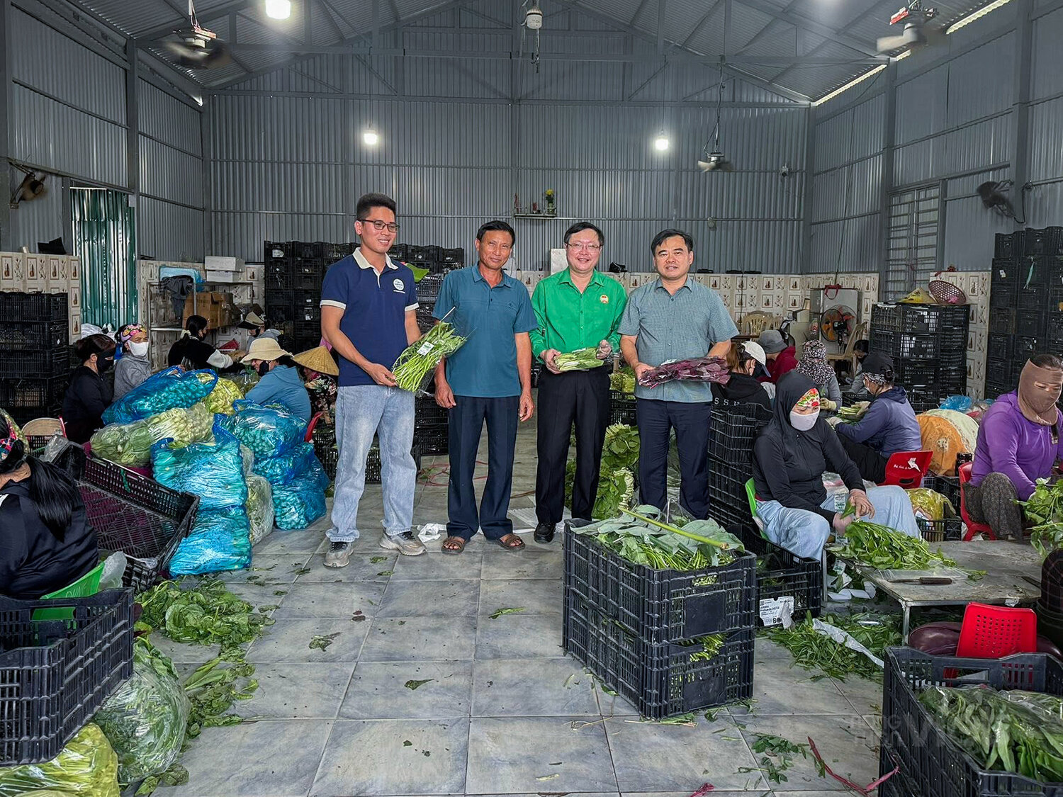Nông dân “vựa rau” xứ Nghệ liên kết đưa nông sản sạch vào siêu thị.