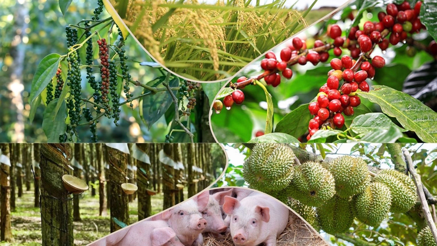 Thị trường nông sản sáng 20/8/2026 ghi nhận nhiều diễn biến trái chiều.