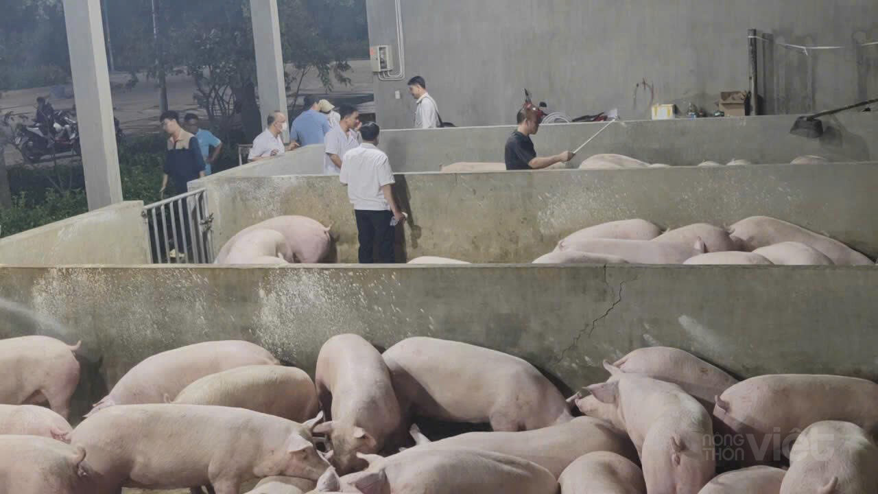 Sàn giao dịch thịt heo lần đầu tiên ra đời ở TPHCM. Ảnh: T.T
