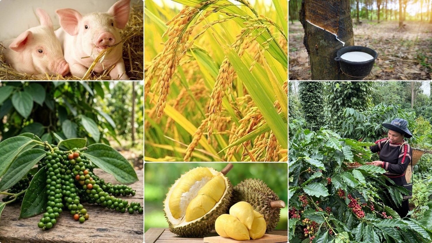 Thị trường nông sản sáng 21/8/2026 ghi nhận các mặt hàng như hồ tiêu, lúa gạo, cao su và heo hơi tiếp tục duy trì trạng thái giằng co và bình ổn.