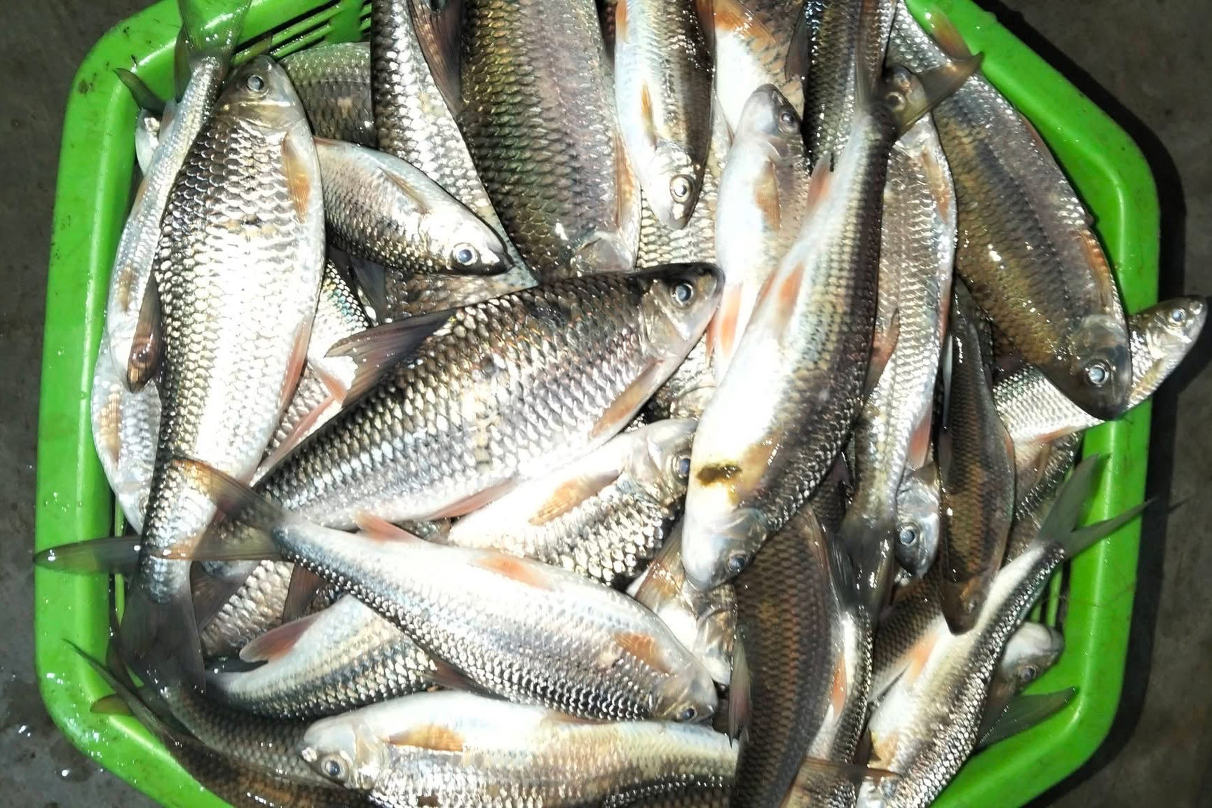vị quê
