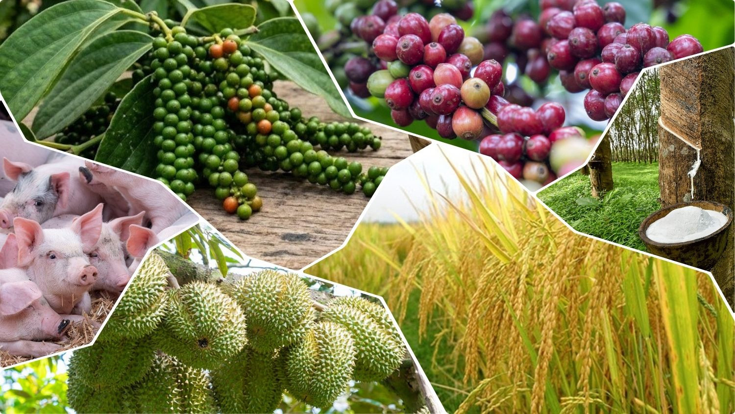 Thị trường nông sản sáng 25/8 chứng kiến những gam màu tích cực.
