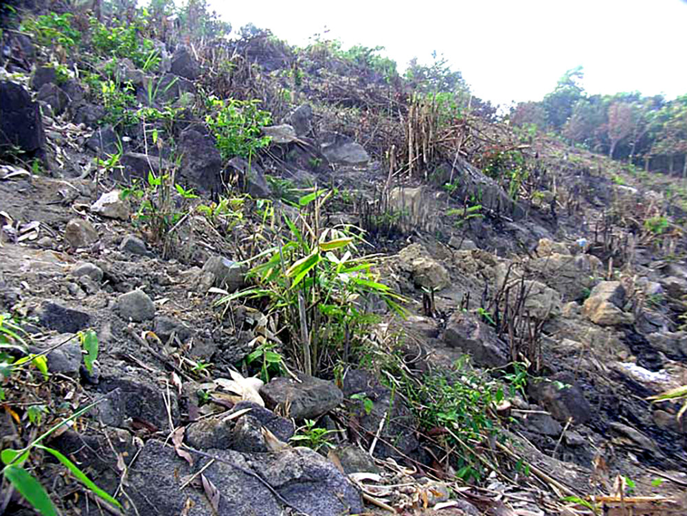 Ảnh 3 - Đồi Đá vào năm 2011