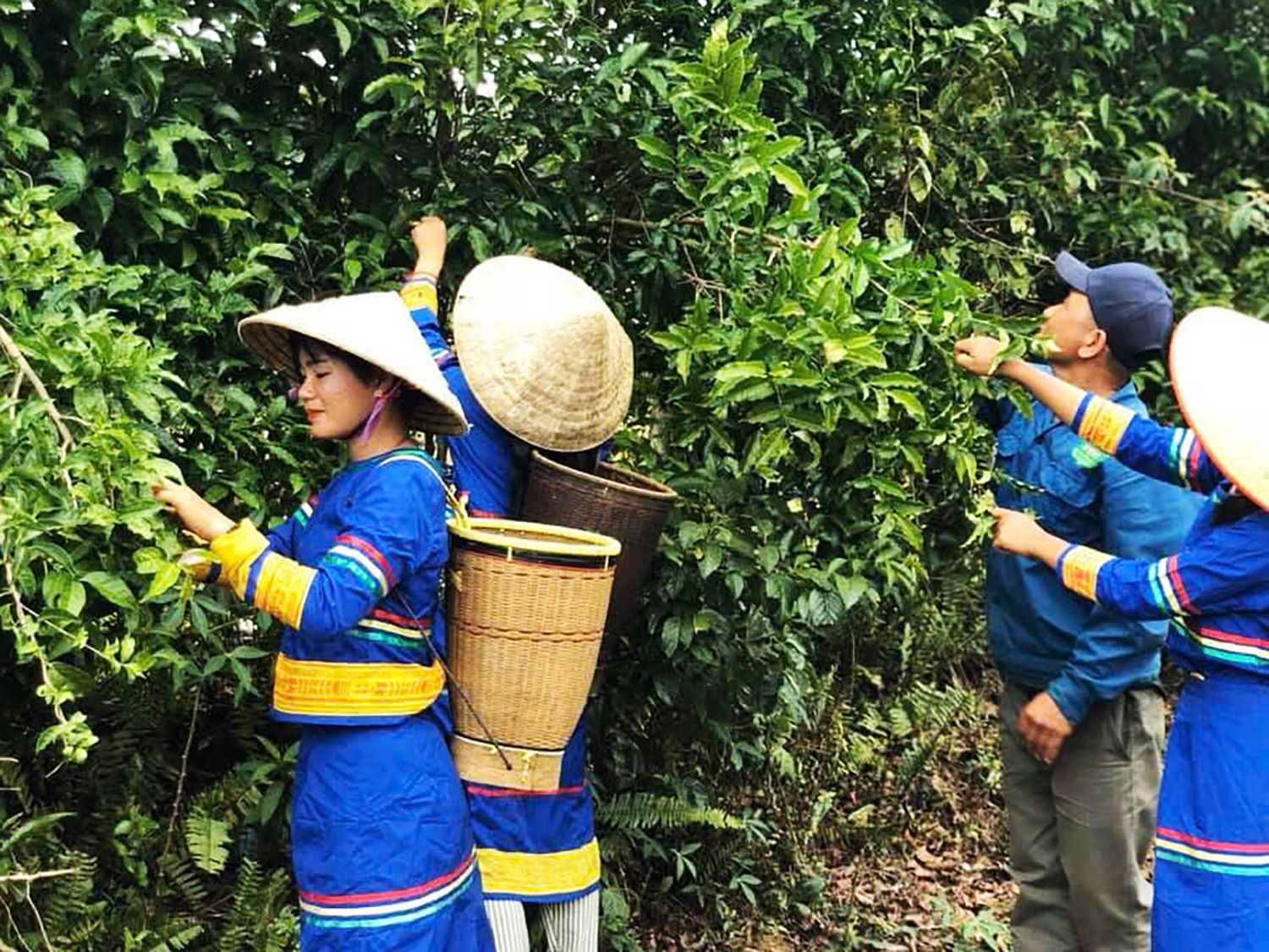 Bà con đã thoát nghèo nhờ cây chè