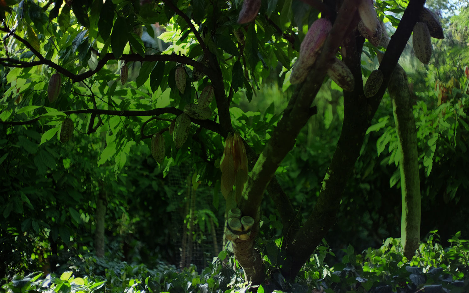 cover 3
