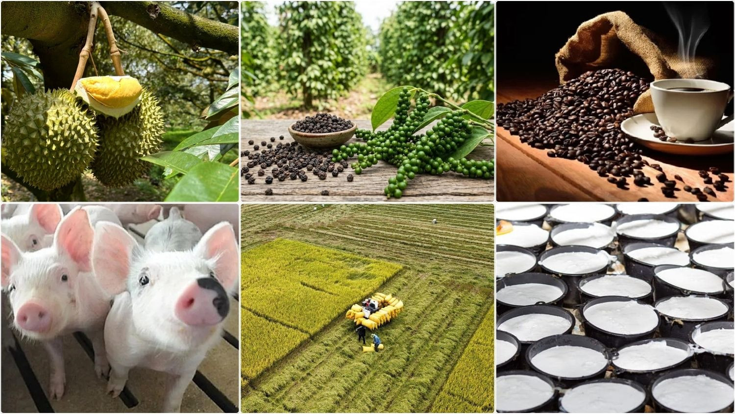 Thị trường nông sản sáng nay ghi nhận giá thu mua cà phê trong nước đồng loạt tăng nhẹ.