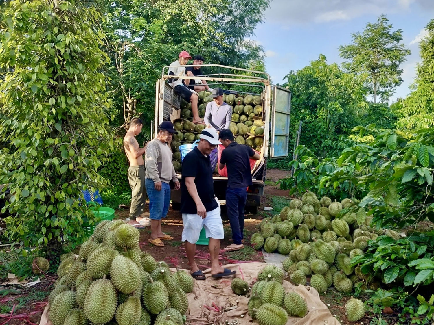 Bao giờ tiêu chuẩn quốc gia về sầu riêng... bước xuống vườn? Ảnh: VOV