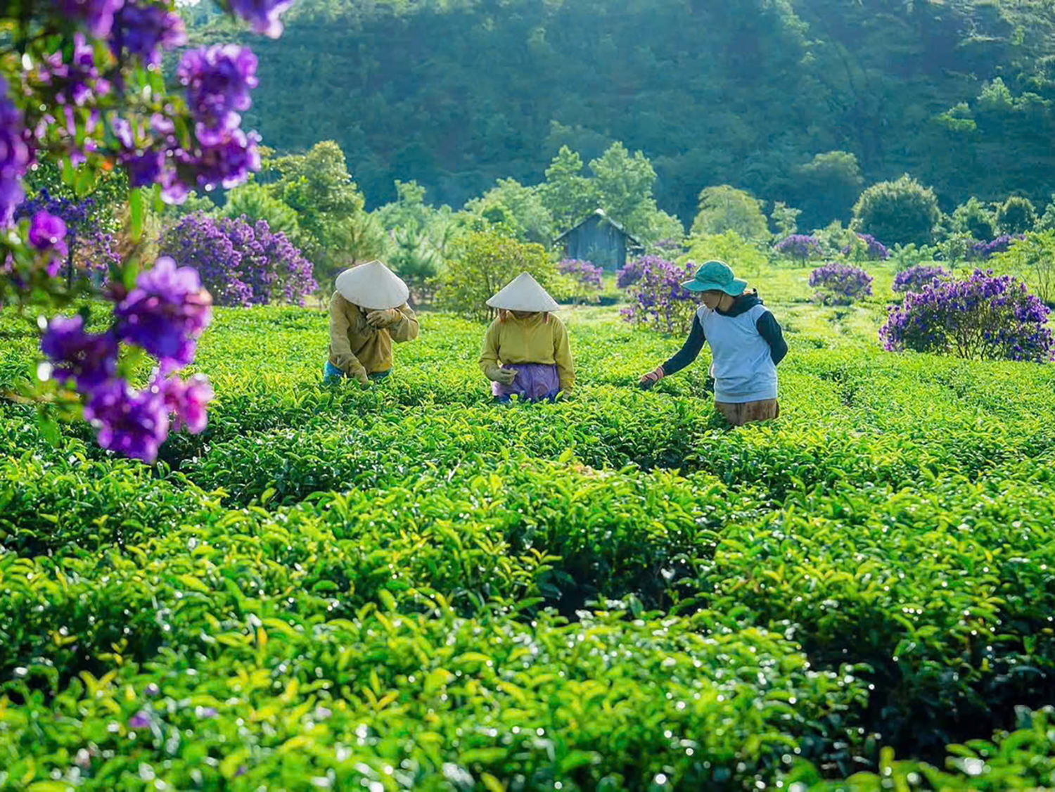 Vùng đất gian khó đã xanh màu từ chè