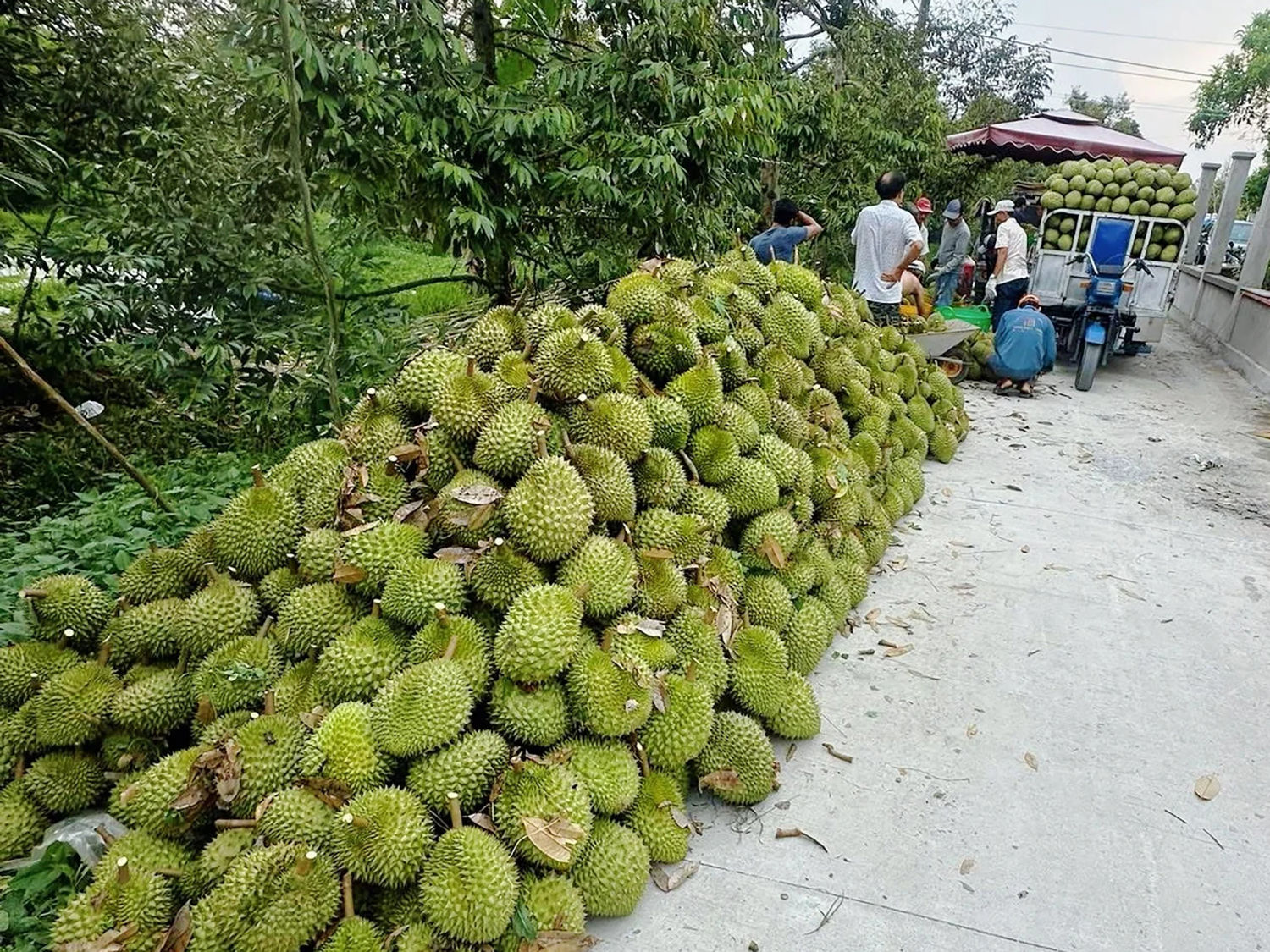 “Đích danh thủ phạm” nằm ở những đứt gãy trong chuỗi cung ứng. Ảnh: Znews
