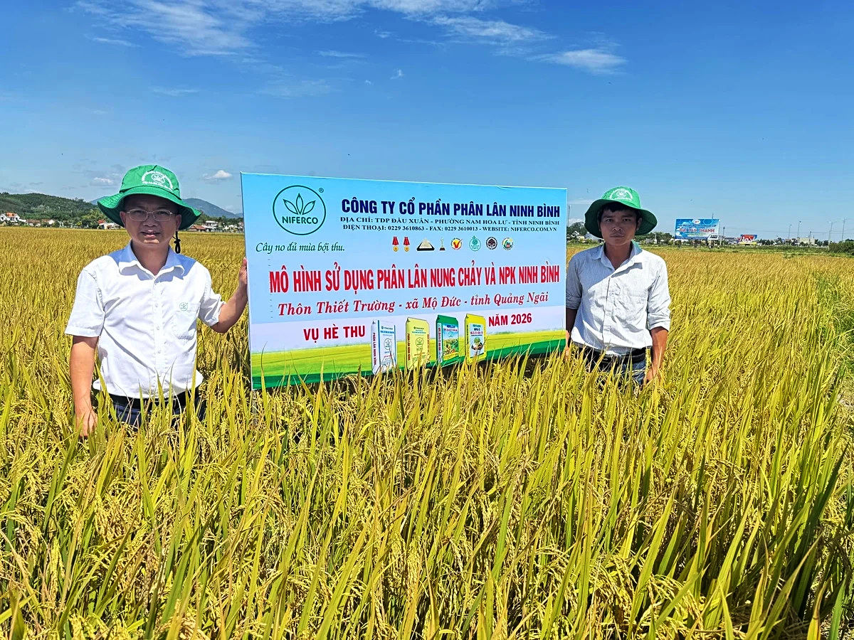 Mô hình sử dụng phân bón NPK Ninh Bình trên cánh đồng Quảng Ngãi. Ảnh: Lê Khánh