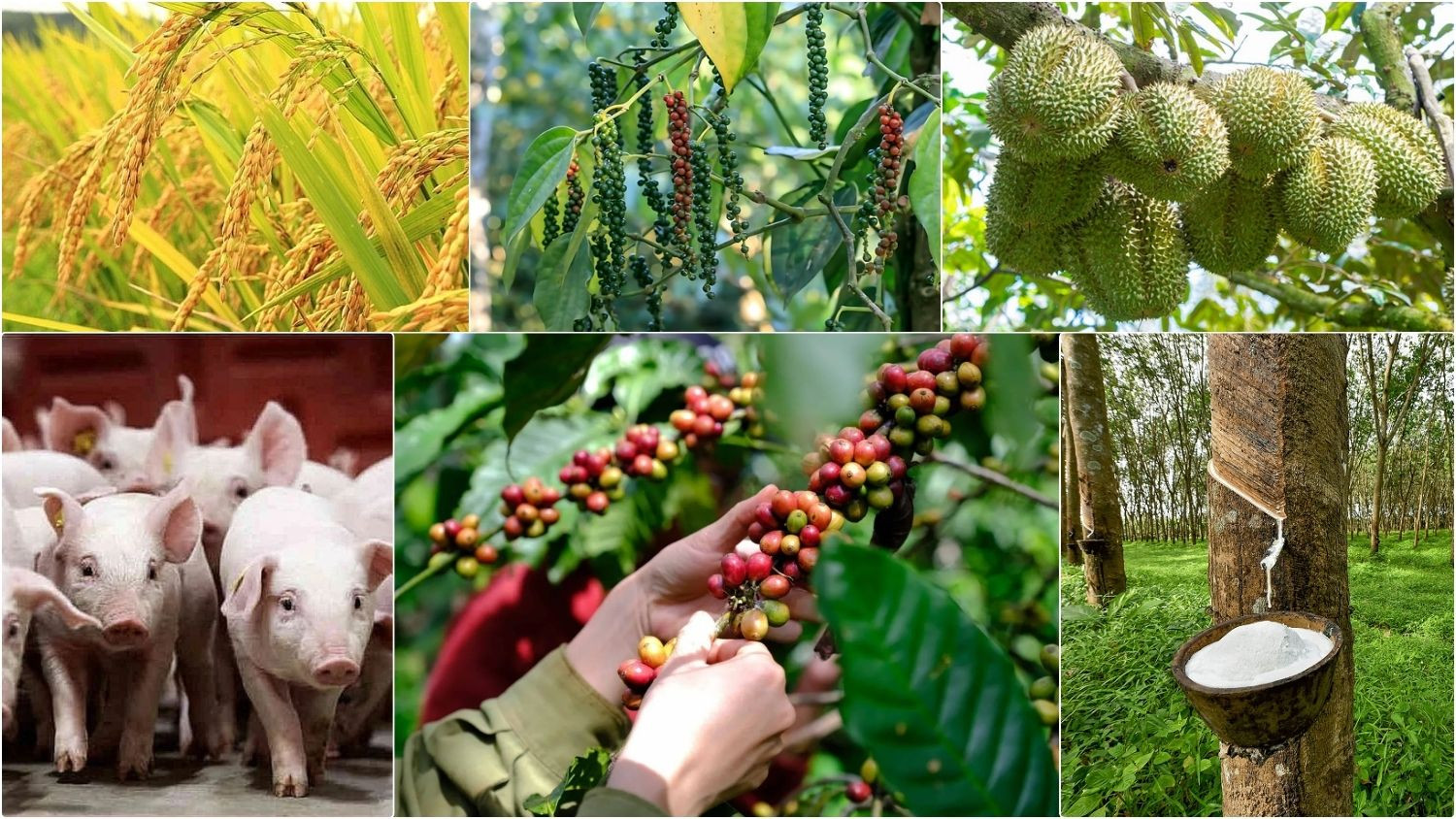 Thị trường nông sản sáng 27/8 ghi nhận giá cà phê nội địa giảm 500 đồng/kg.