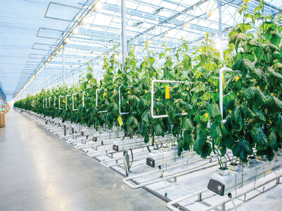 TPHCM đấy mạnh phát triển nông nghiệp công nghệ cao - Ảnh VNE