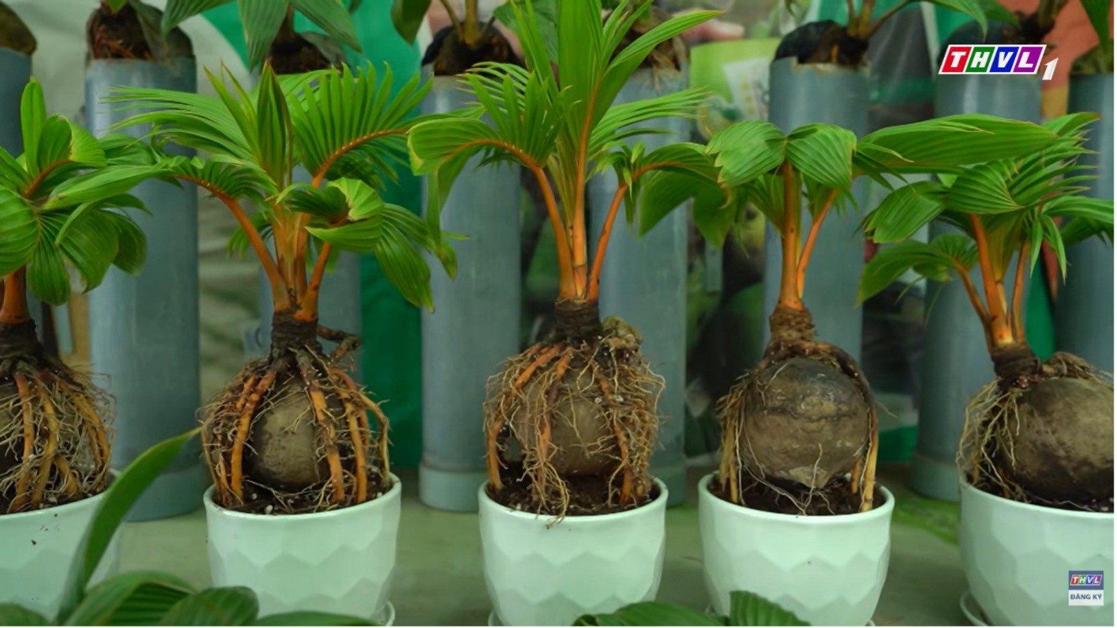 Dừa bonsai đang được ươm trồng.