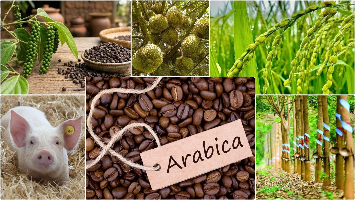 Thị trường nông sản sáng nay ghi nhận giá cà phê nội địa tiếp tục chịu áp lực điều chỉnh giảm.