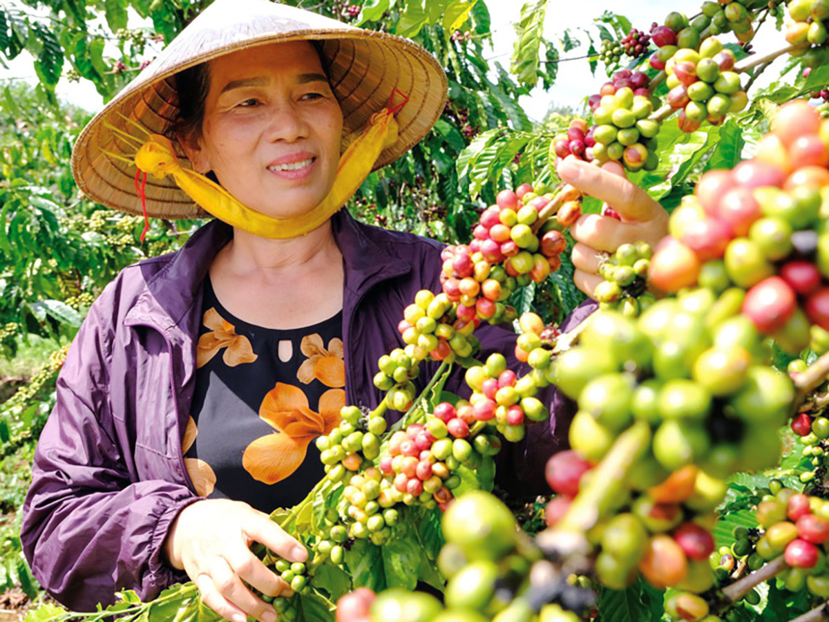 Việt Nam được biết đến là quốc gia có sản lượng cà phê Robusta lớn nhất thế giới. Ảnh: LHHLĐ