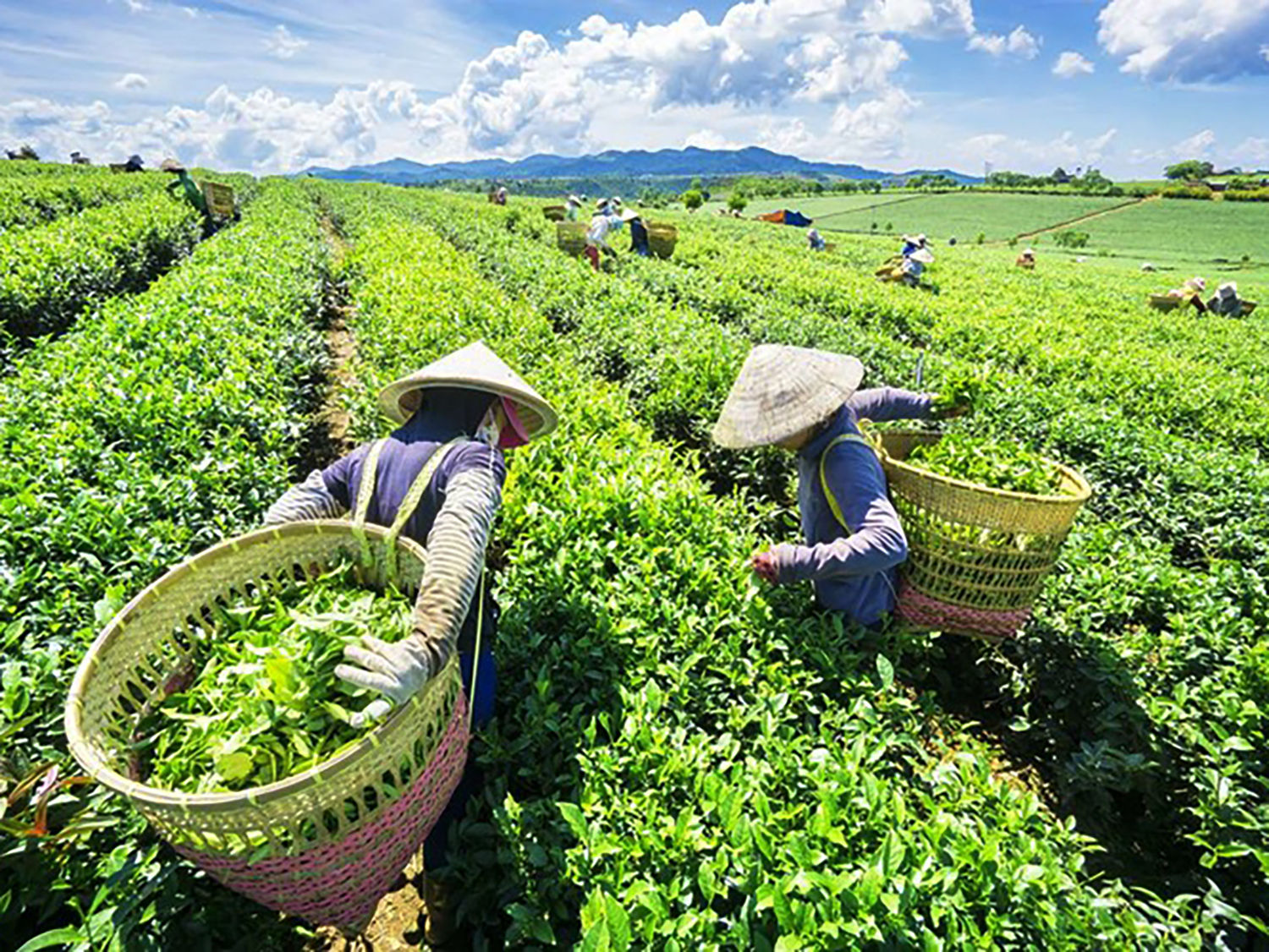 Sản xuất chè theo hướng hiện đại hoá mang lại năng suất cao hơn cho người dân. Ảnh TNMT