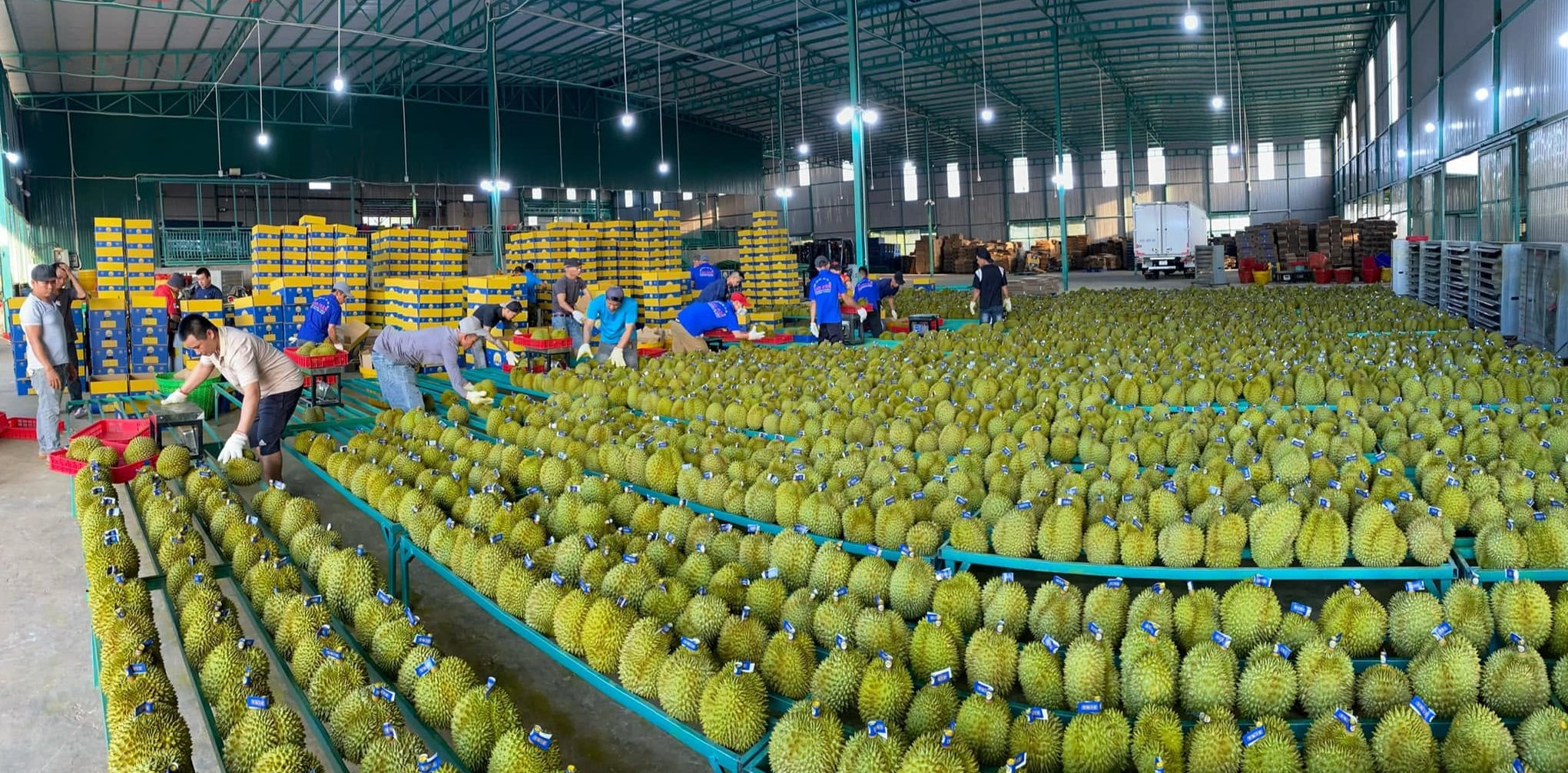 Giá cà phê nội địa tiếp tục hạ nhiệt, xuất khẩu tăng lượng nhưng hụt kim ngạch