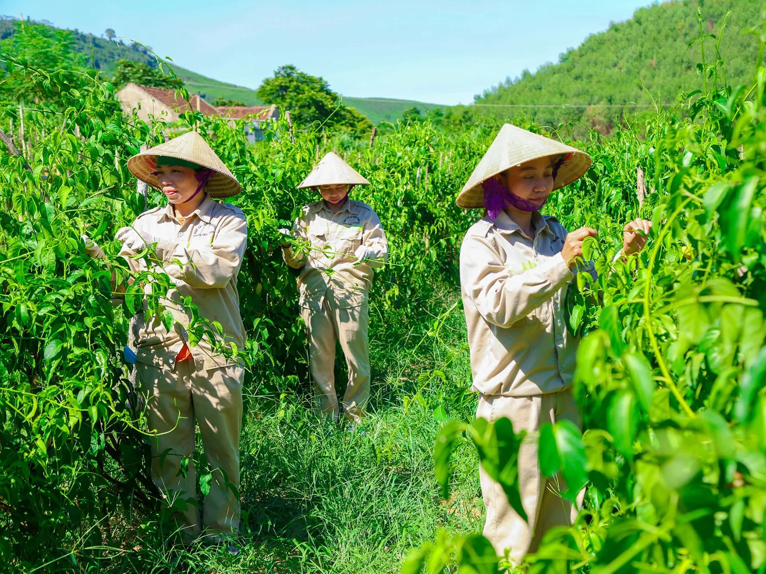 Phát triển vùng nguyên liệu: Đã có 'bà đỡ' chi phí