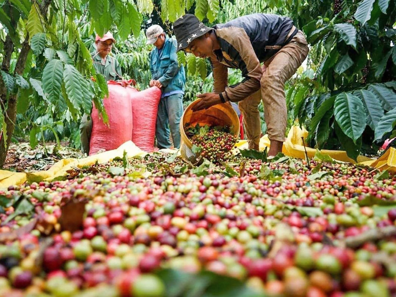 Cà phê Tây Nguyên chứng kiến nhịp giảm sâu khi giá lùi thêm khoảng 1.100 – 1.200 đồng/kg, đẩy mức giá thu mua cao nhất xuống quanh ngưỡng 95.300 đồng/kg. Ảnh: DTTG