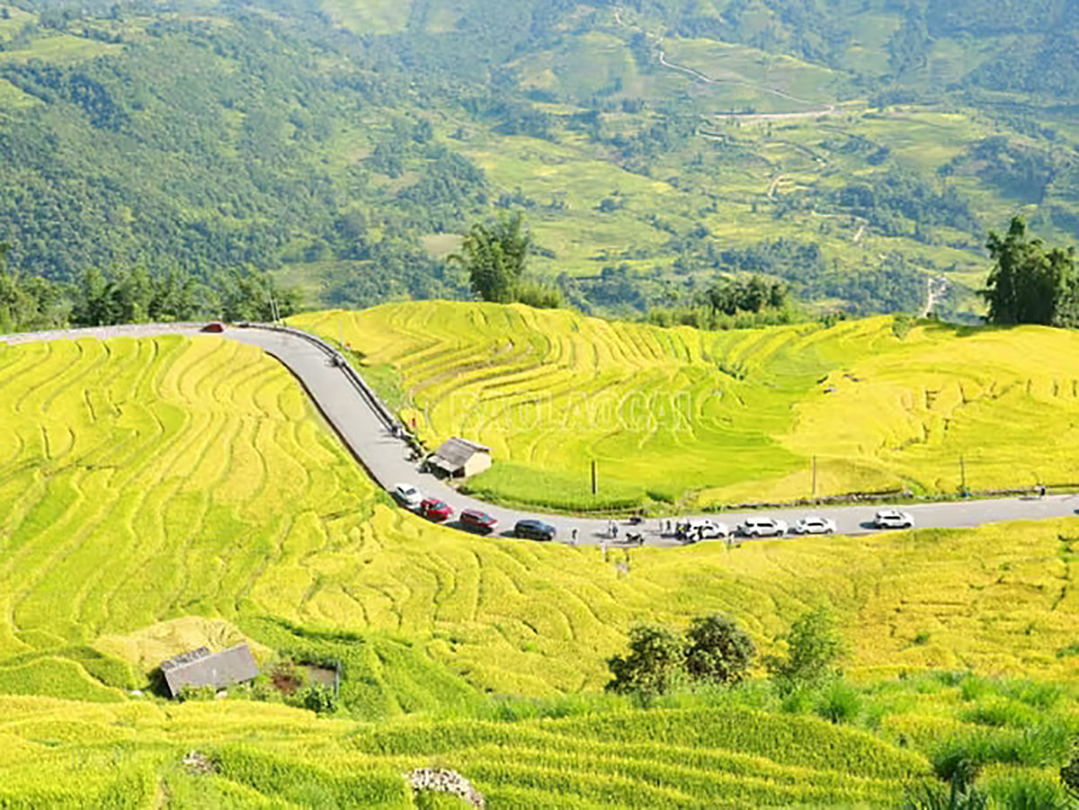 Vùng cao Y Tý đang vào mùa lúa chín, là điểm đến không thể bỏ qua của du khách