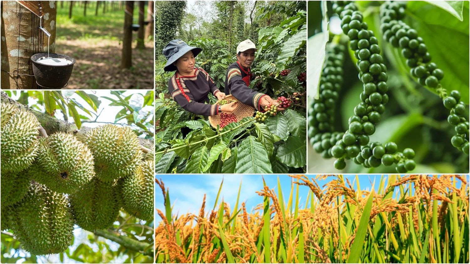 Thị trường nông sản 1/9: Cà phê tăng nhẹ phiên đầu tháng, nhiều mặt hàng giữ nhịp đi ngang