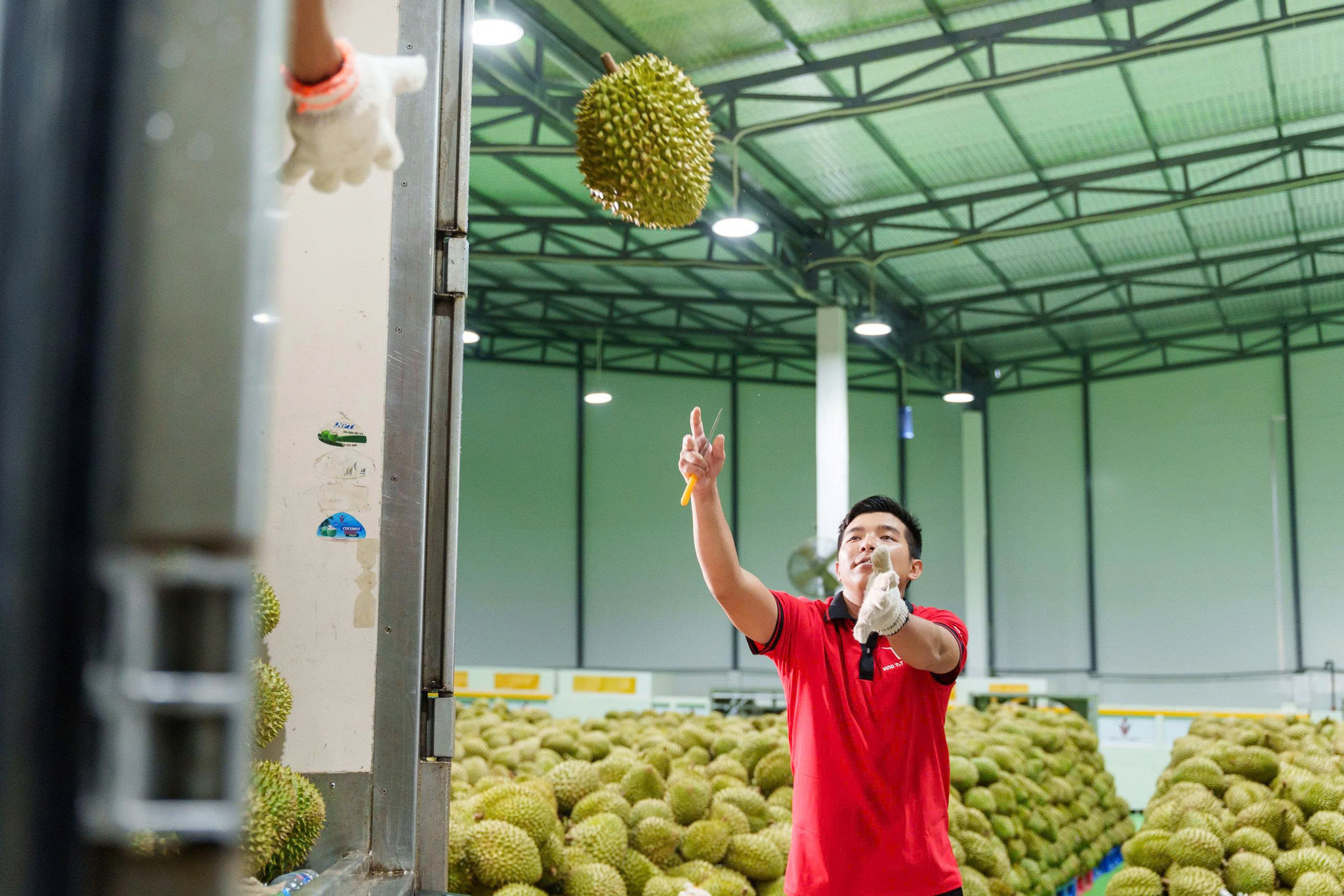 Doanh nghiệp nông sản nào đang ‘lái’ con thuyền vào thị trường Trung Quốc?