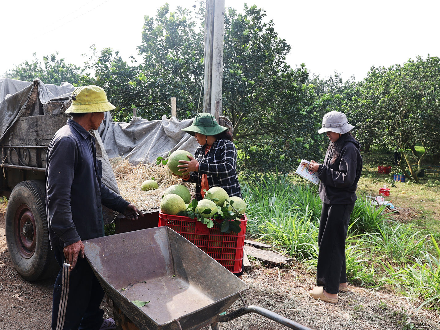 Người trồng bưởi ghi chép nhật ký sản xuất để bảo đảm truy xuất nguồn gốc sản phẩm. Ảnh: TTO