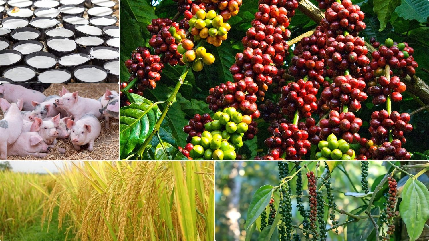 Thị trường nông sản sáng 3/9/2026 chứng kiến, giá cà phê trong nước và quốc tế chìm trong sắc đỏ.