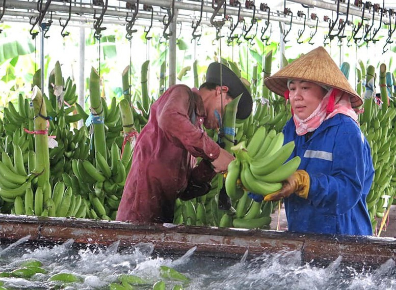 Xuất khẩu nông sản đi đúng hướng