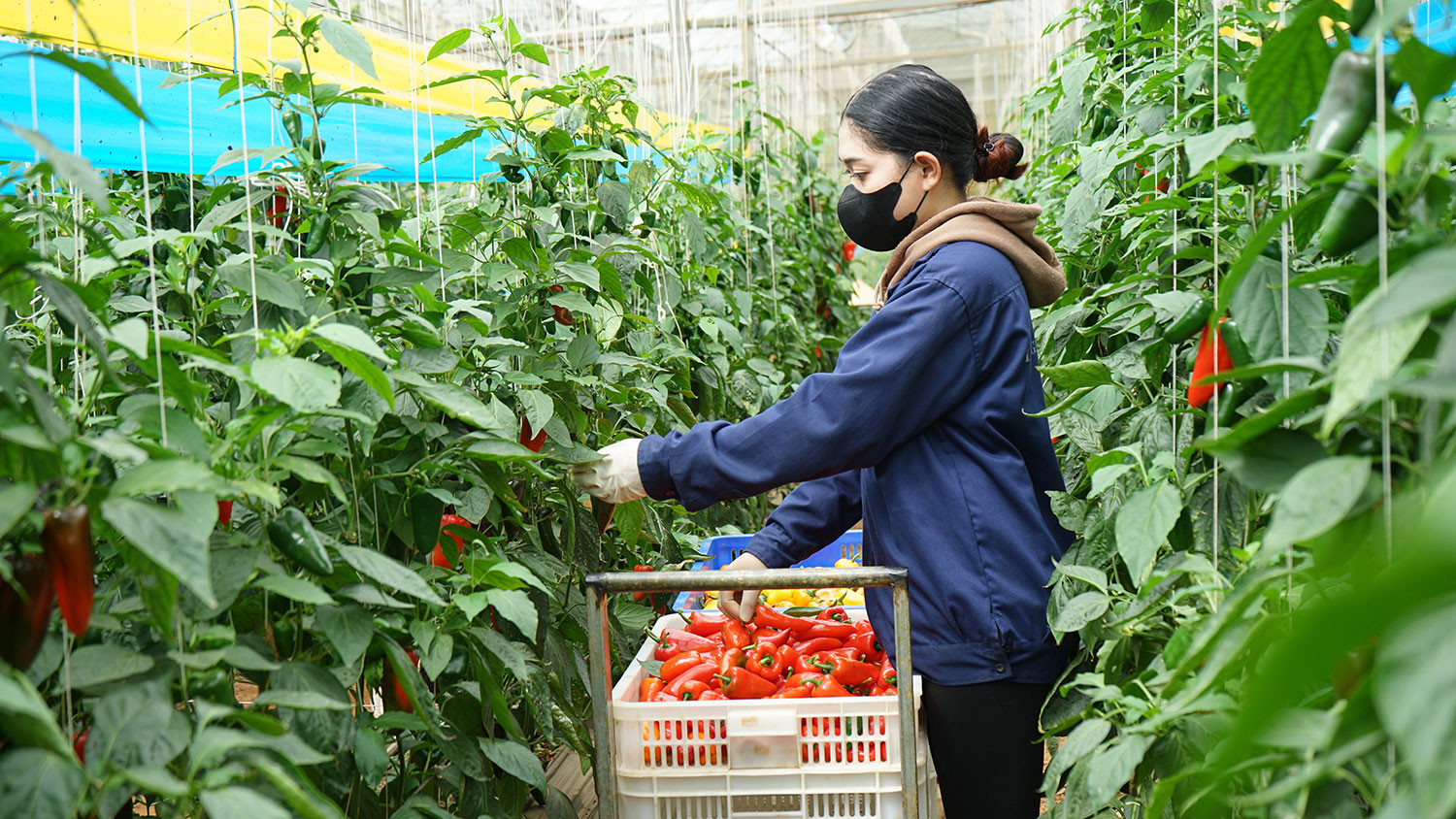 Nông sản Lâm Đồng trước bài toán tỷ USD: Cần tái cấu trúc chuỗi giá trị!