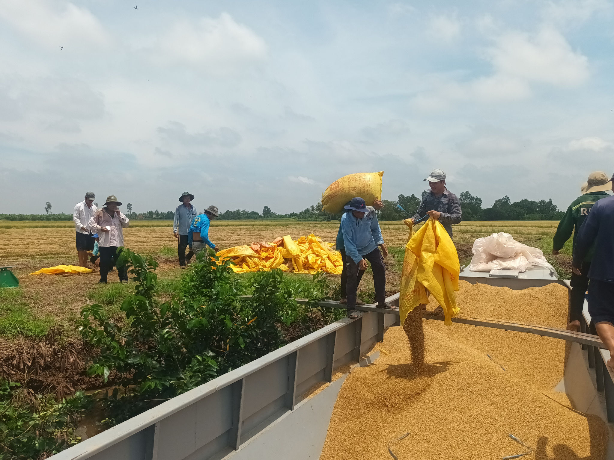 Thủ tướng lệnh mua tạm trữ, vì sao nông dân miền Tây vẫn ngậm ngùi nhìn lúa trượt giá?