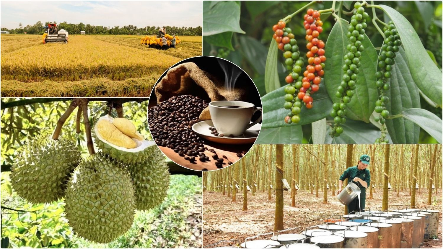 Thị trường nông sản 6/9: Cà phê bật tăng trở lại, cao su thế giới khởi sắc