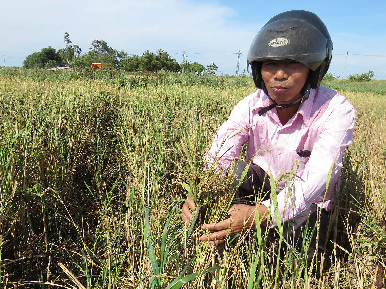 Những năm gần đây, lúa tái sinh cho năng suất thấp nên lợi nhuận không còn nhiều. Ảnh: T. Phùng