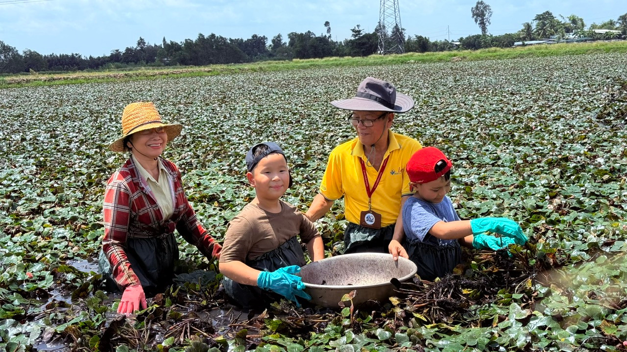 Du khách trải nghiệm hái ấu tại xã Lấp Vò, tỉnh Đồng Tháp.