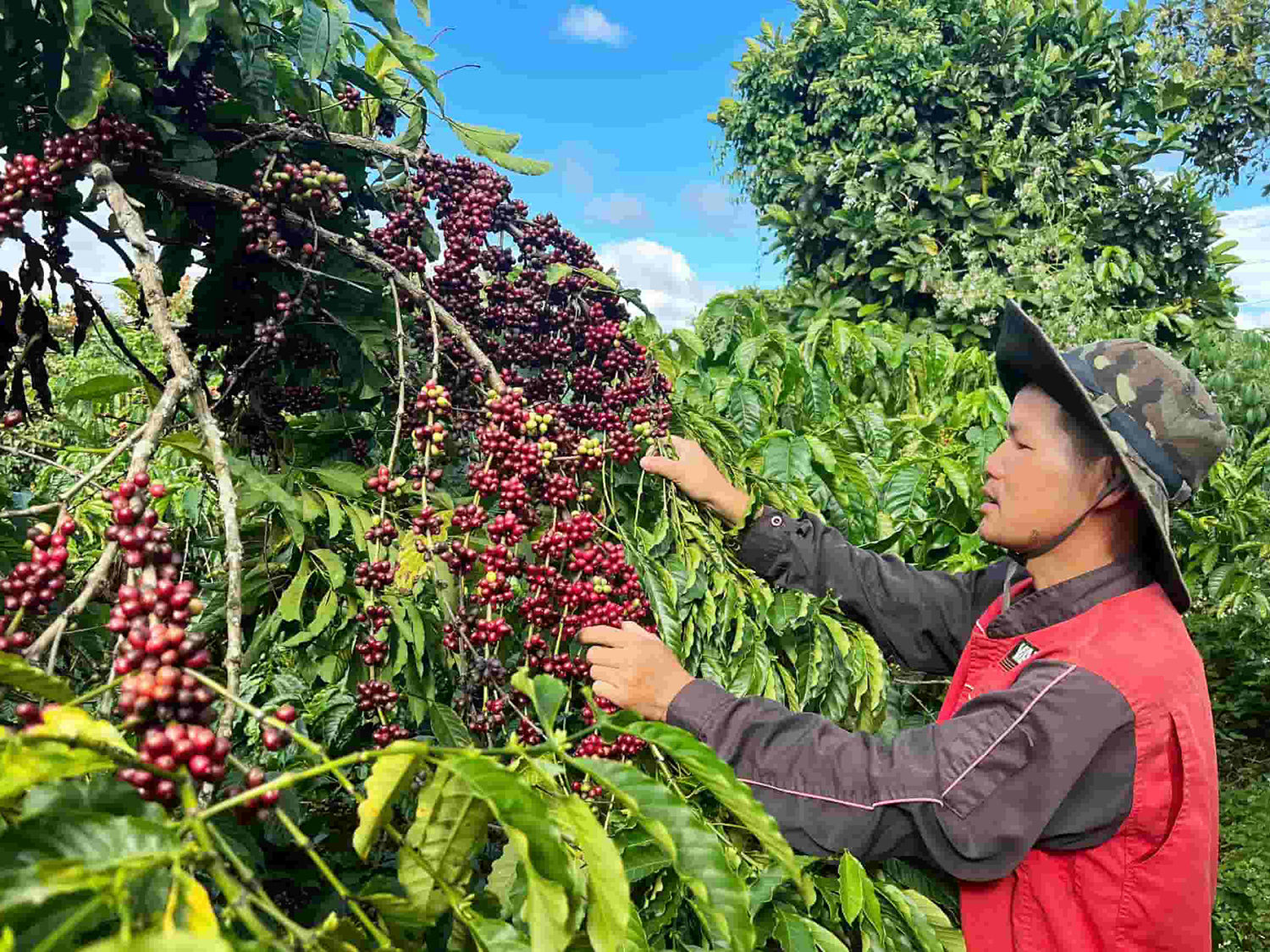 Cà phê là cây trồng chủ lực trong cơ cấu ngành nông nghiệp của tỉnh Lâm Đồng. Ảnh: LĐO
